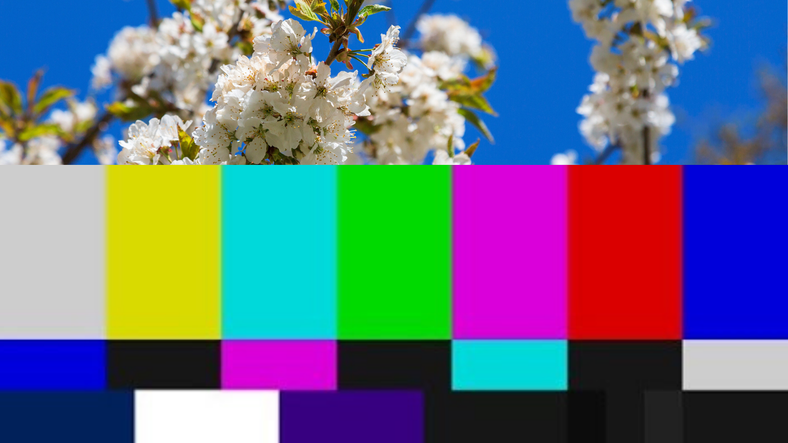 This collage image includes white flowers against a blue sky in the top 1/3, and a SMPTE color bars test pattern used to test television signals.