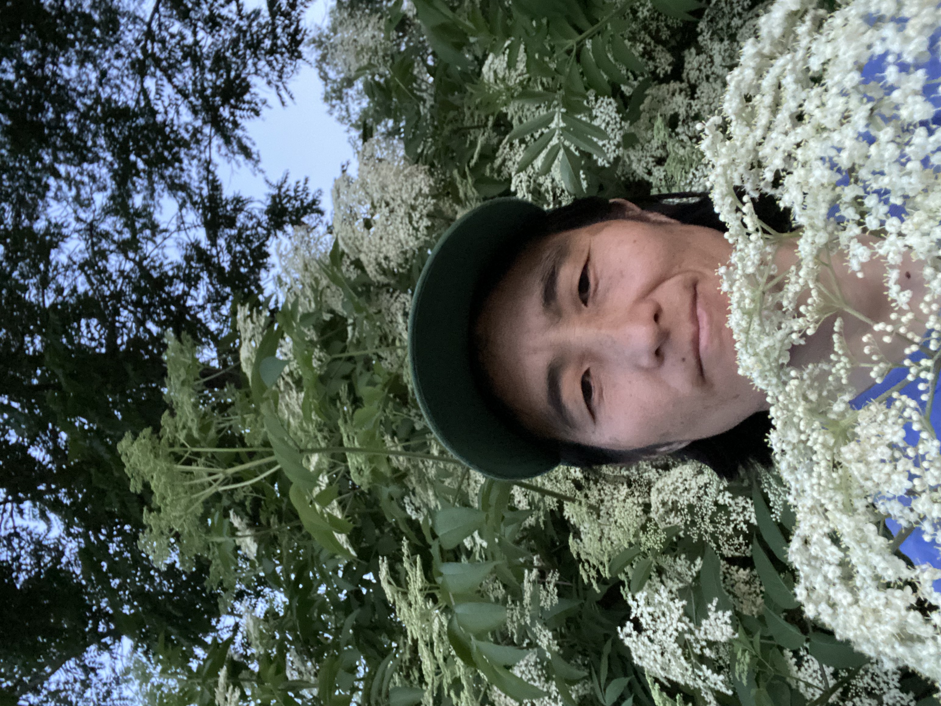 Sarah in a cap in front of a big elderberry bush in full flower—lots of big round heads made of tiny white blossoms. She holds one especially big head in front. Way in the back you can see the outline of some tall wild cherries.